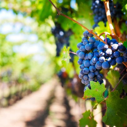 AlgaVantage-blueberry-produce-farming AlgaVantage-blueberry-produce-farming