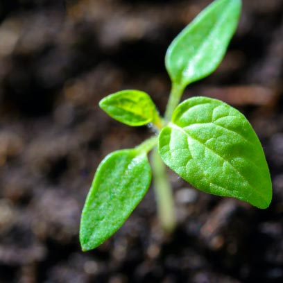 AlgaVantage-growth-plant-farming AlgaVantage-growth-plant-farming