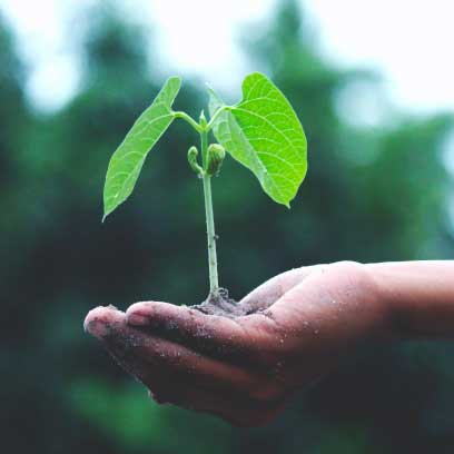 AlgaVantage-growth-plant-farming