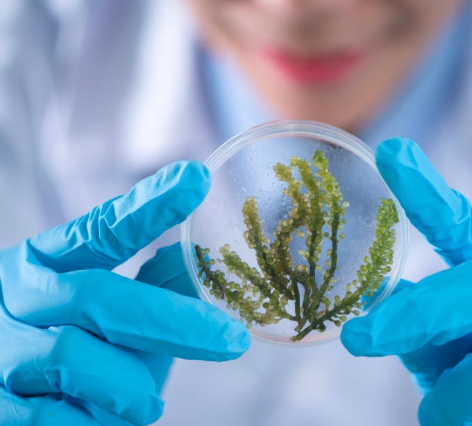 AlgaVantage-microalgae-science-biology AlgaVantage-microalgae-science-biology