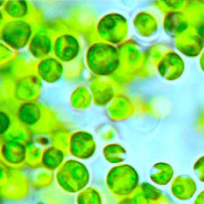 AlgaVantage-algae-biotech AlgaVantage-algae-biotech