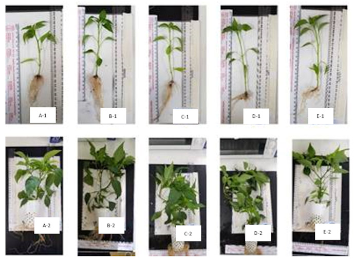 AlgaVantage-algav-chilli-plant-growth-effect